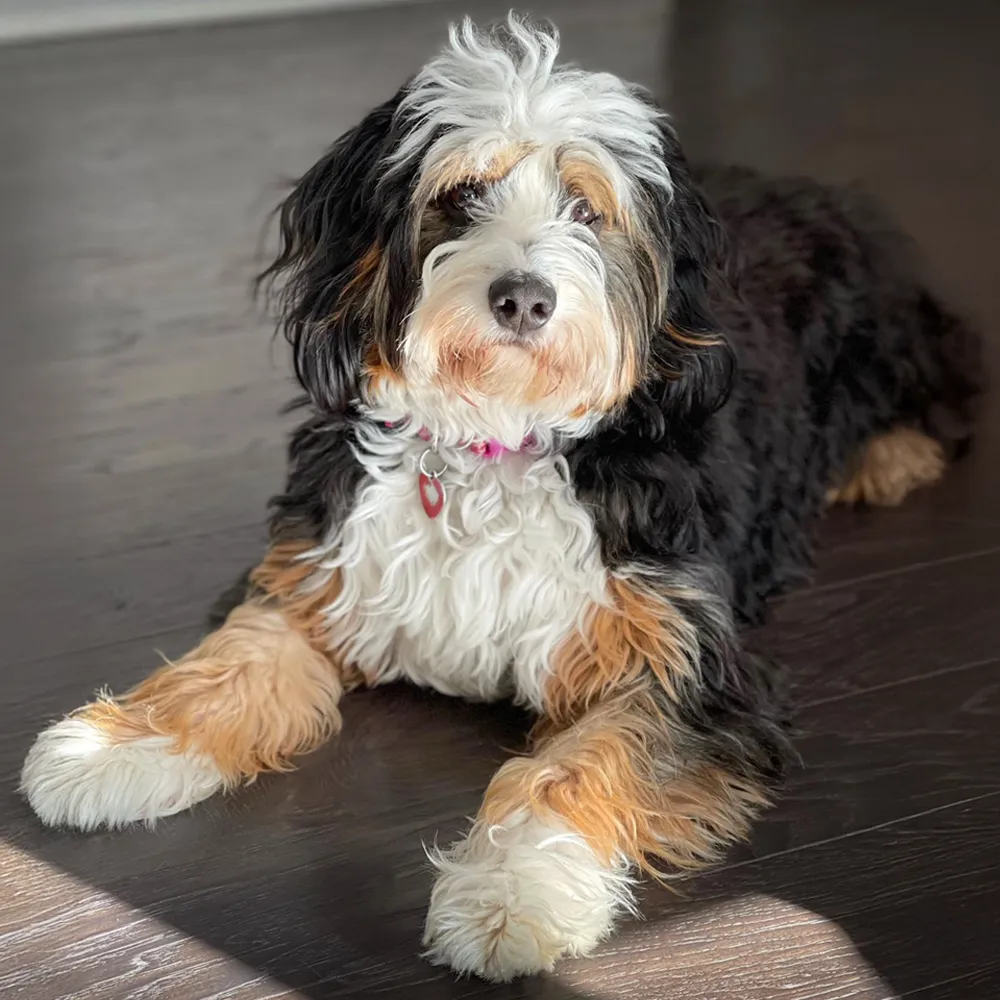 An adult tricolored bernedoodle with an adorable pink collar before grooming