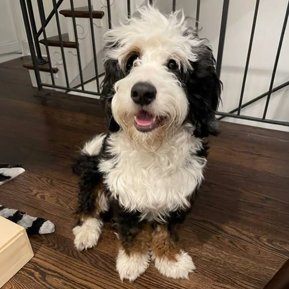 An adult tricolored bernedoodle with long coat right before grooming