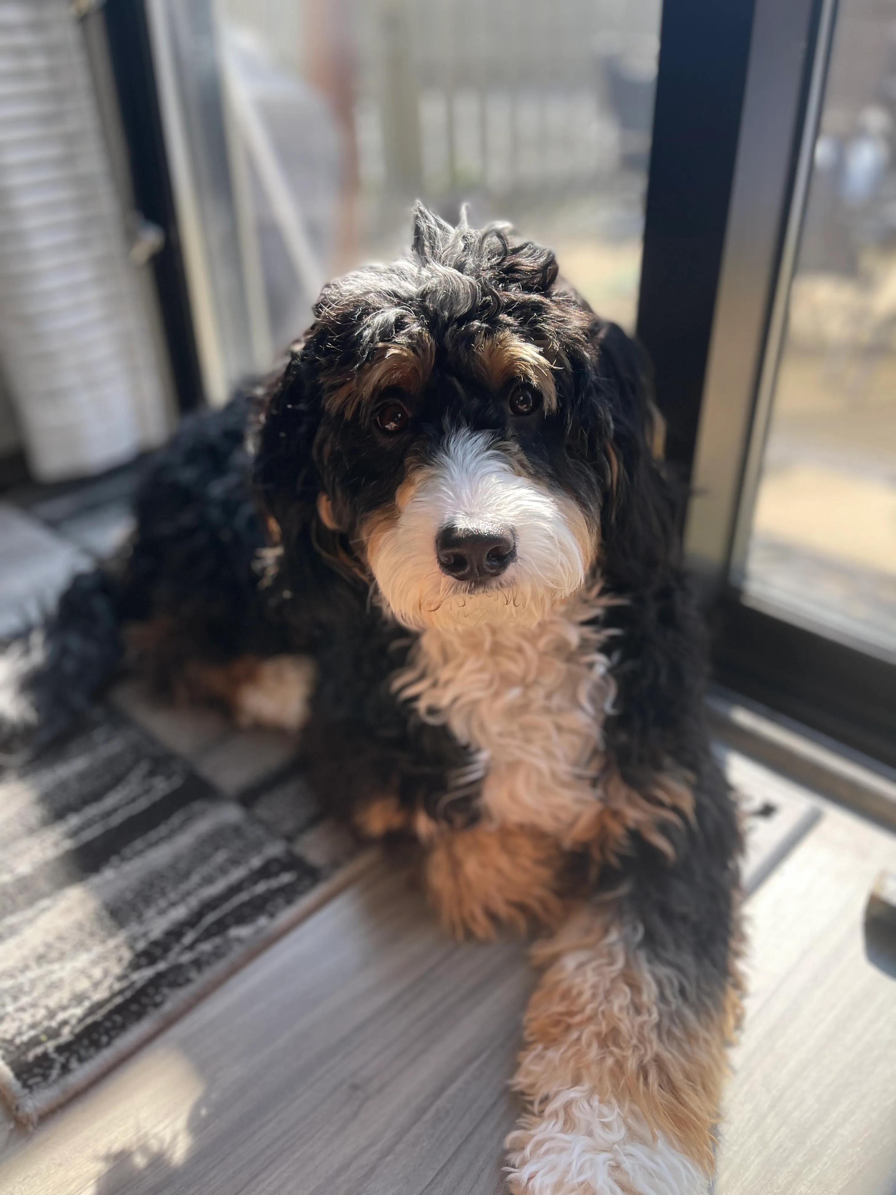 An adult, tricolored bernedoodle raised by Walnut Valley Puppies sitting by a window