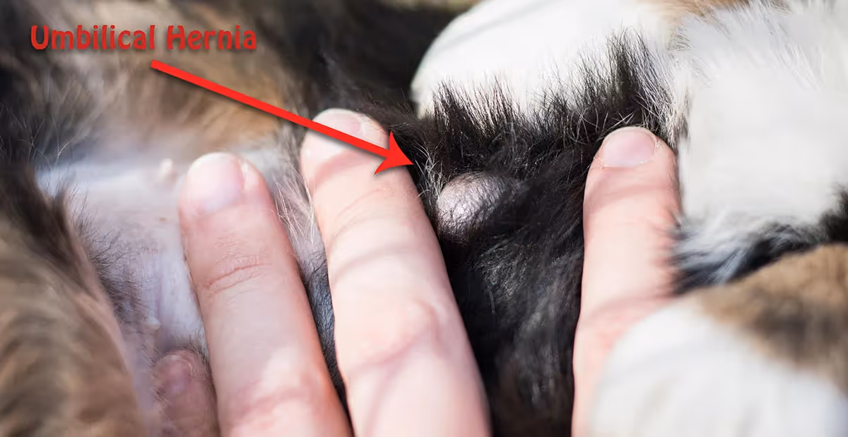 A photo of an umbilical hernia on bernedoodle puppy