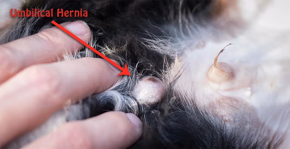 A photo showing an umbilical hernia on a bernedoodle puppy