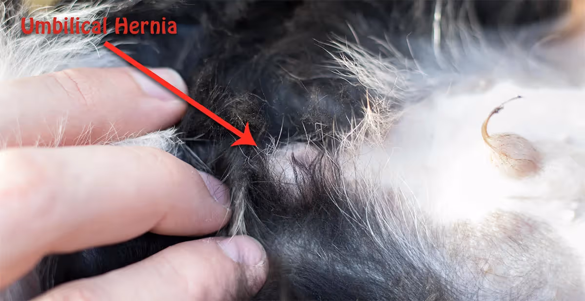 A photo showing an umbilical hernia on puppy