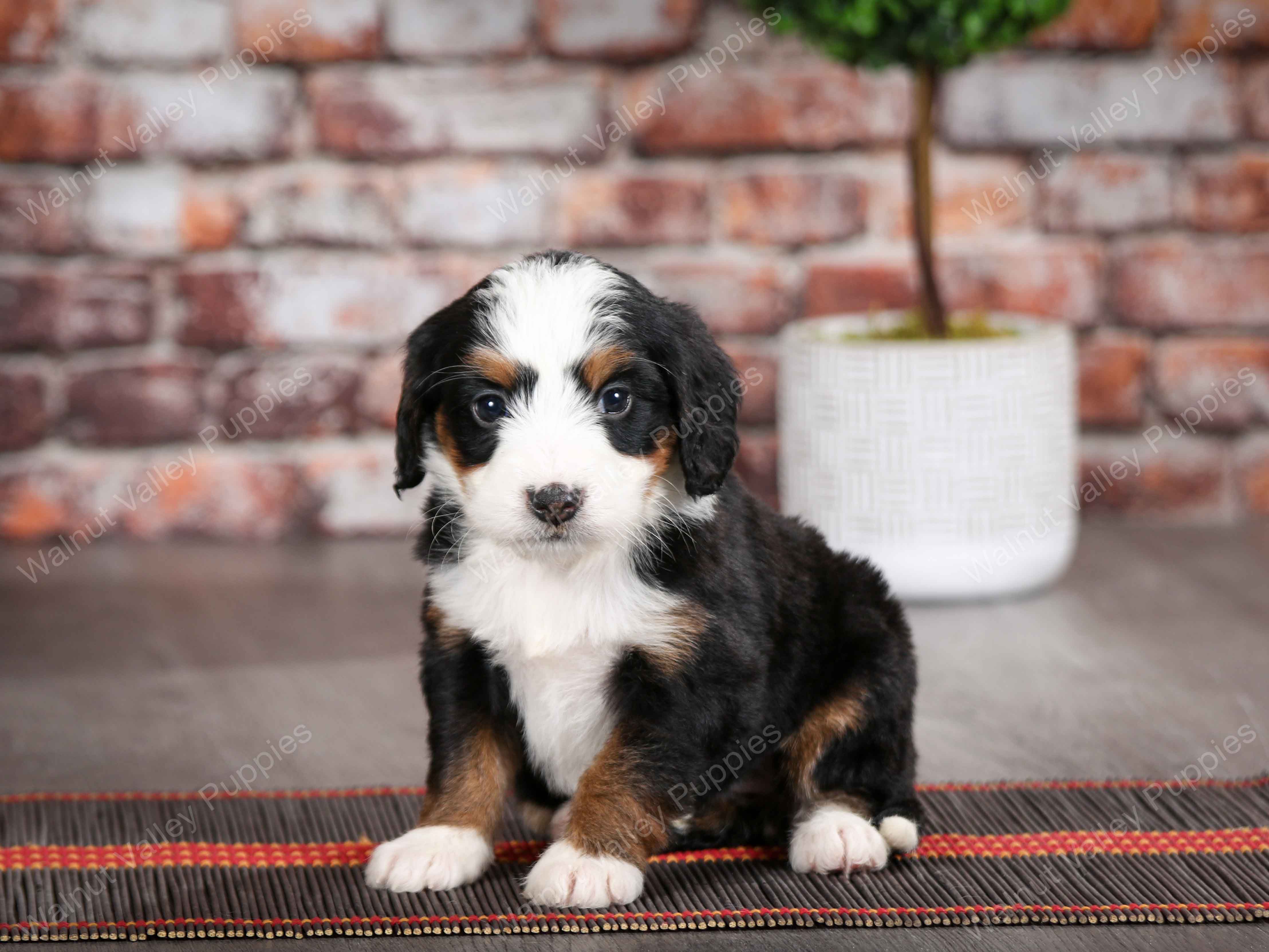 Darcy