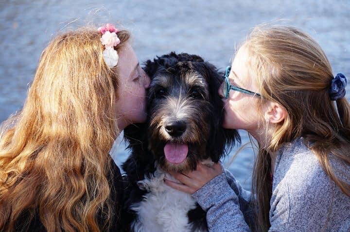 Two young girls kissing a hypoallergenic F1 Mini Bernedoodle raised by Walnut Valley Puppies