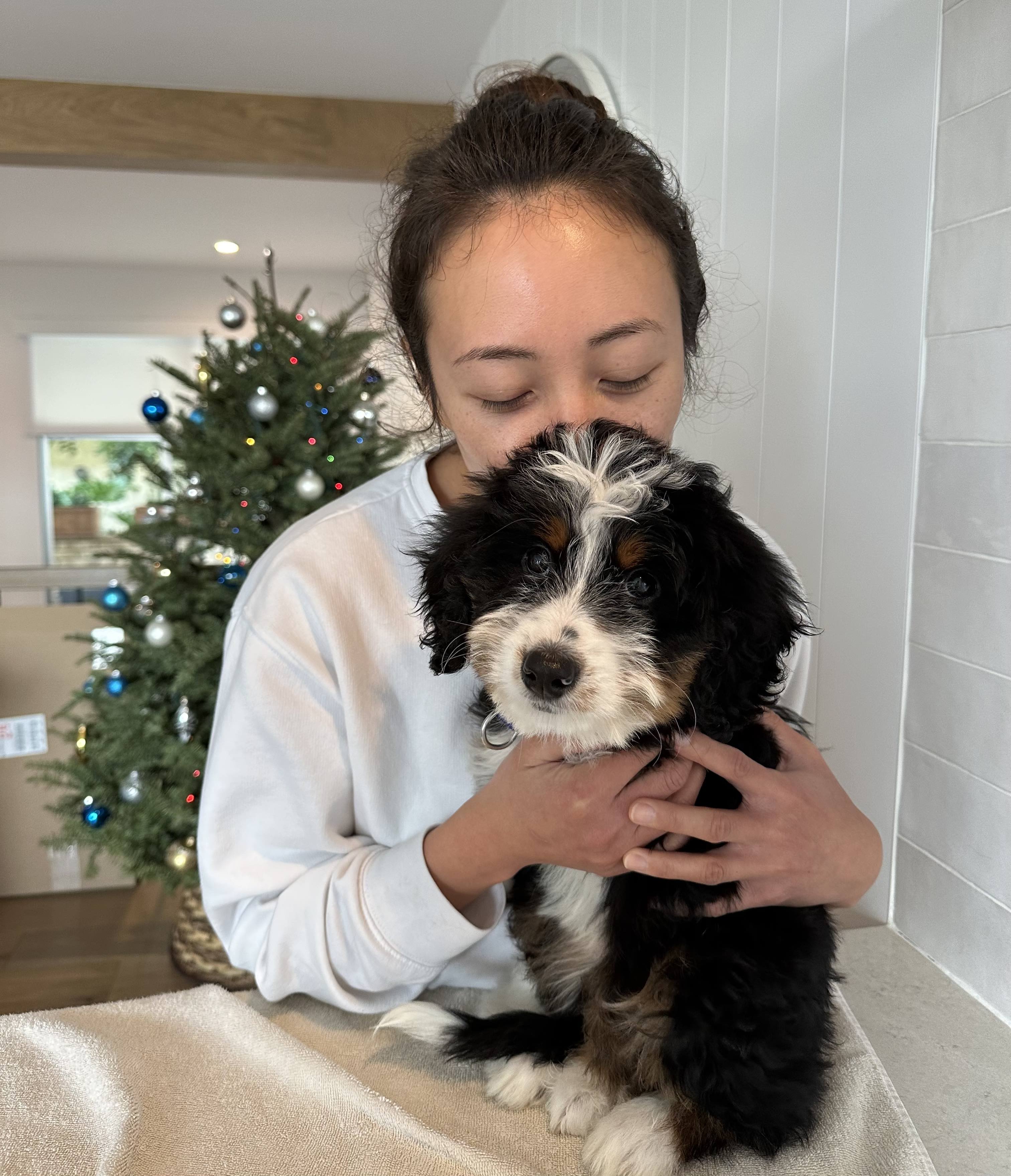Young lady holding a hypoallergenic F1 Mini Bernedoodle raised by Walnut Valley Puppies