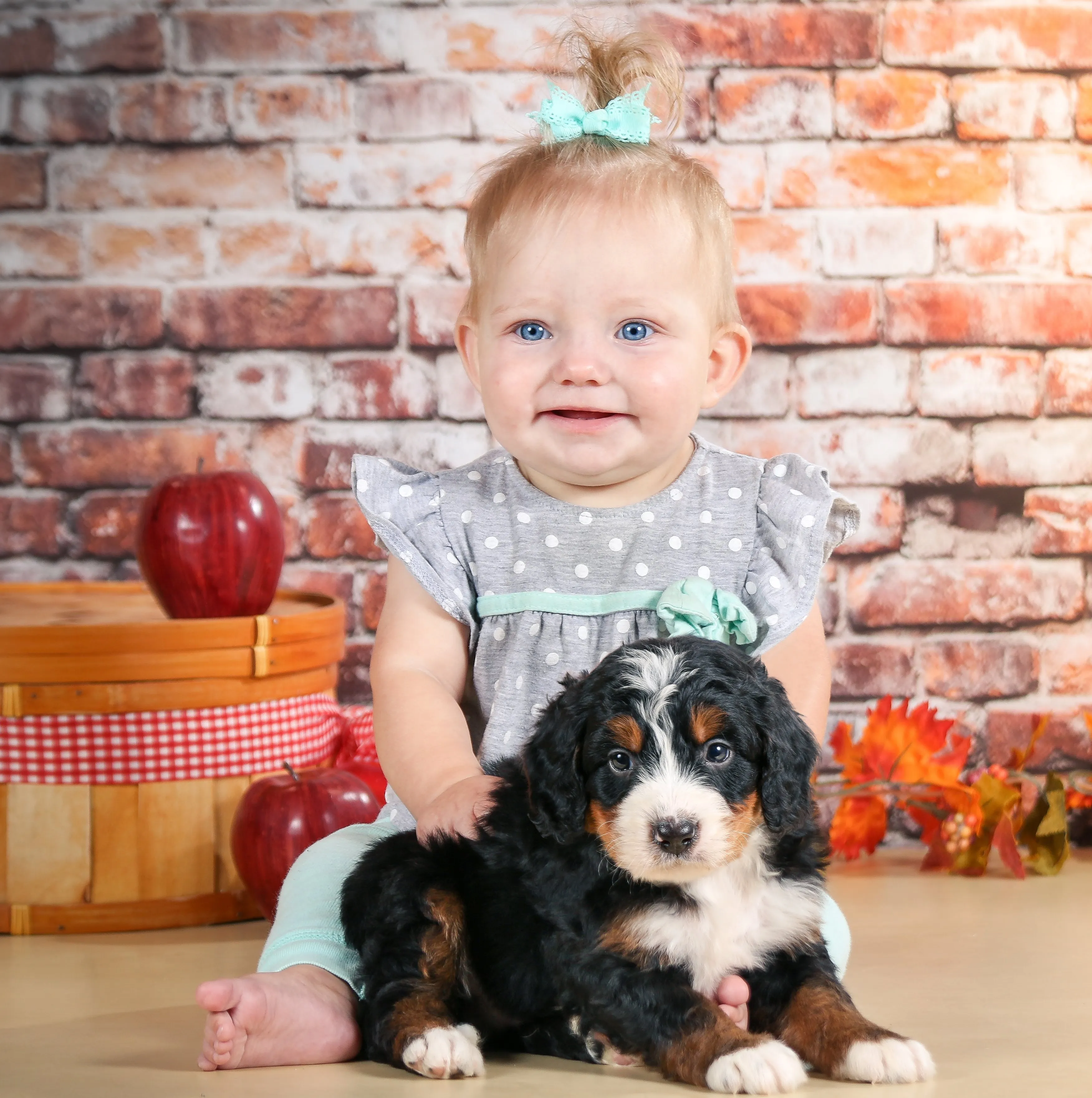 Little girl with tri-colored F1 Mini Bernedoodle puppy raised by Walnut Valley Puppies