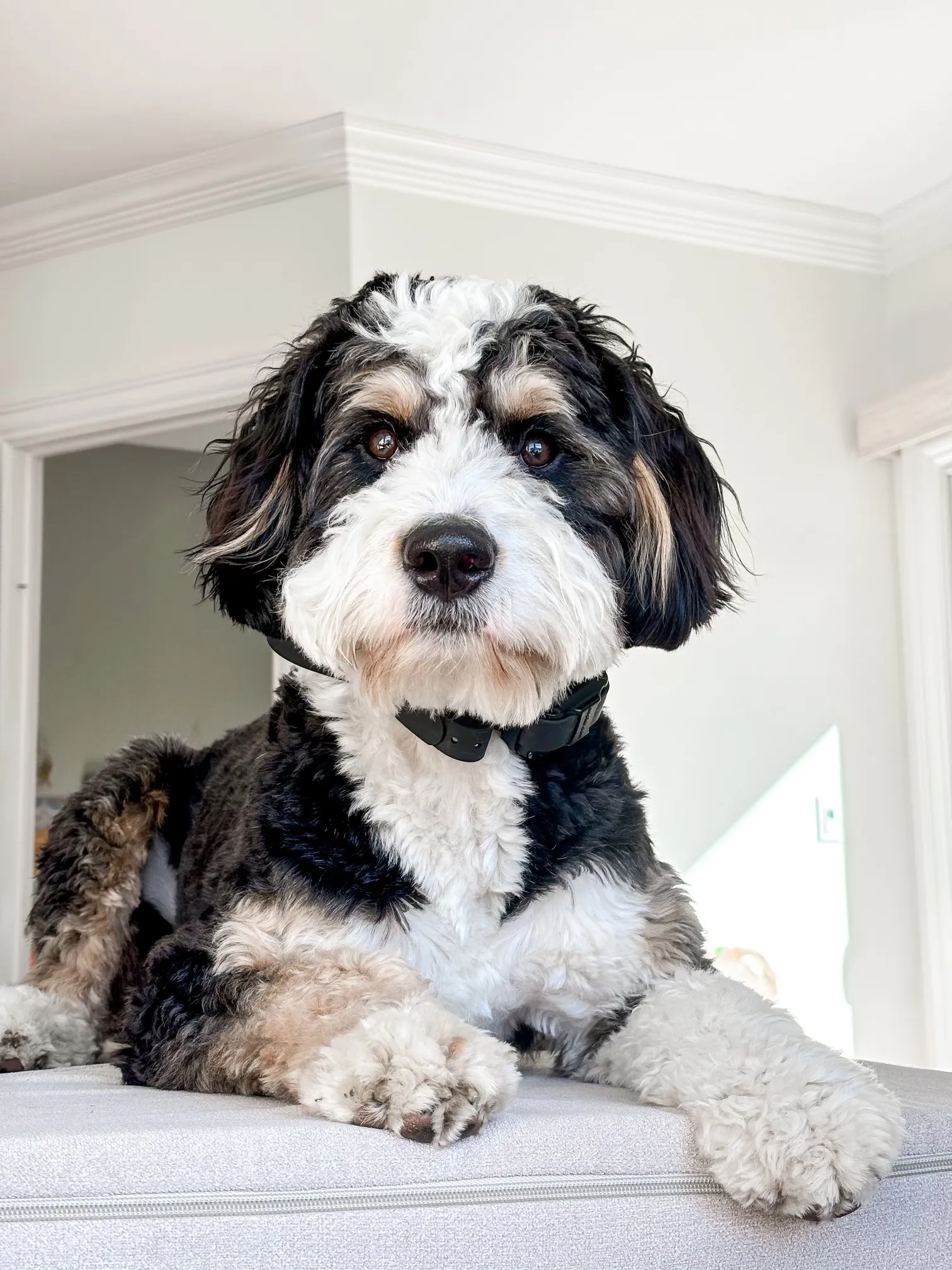 Beautiful tri-colored bernedoodle raised by Walnut Valley Puppies sitting on a sofa cushion