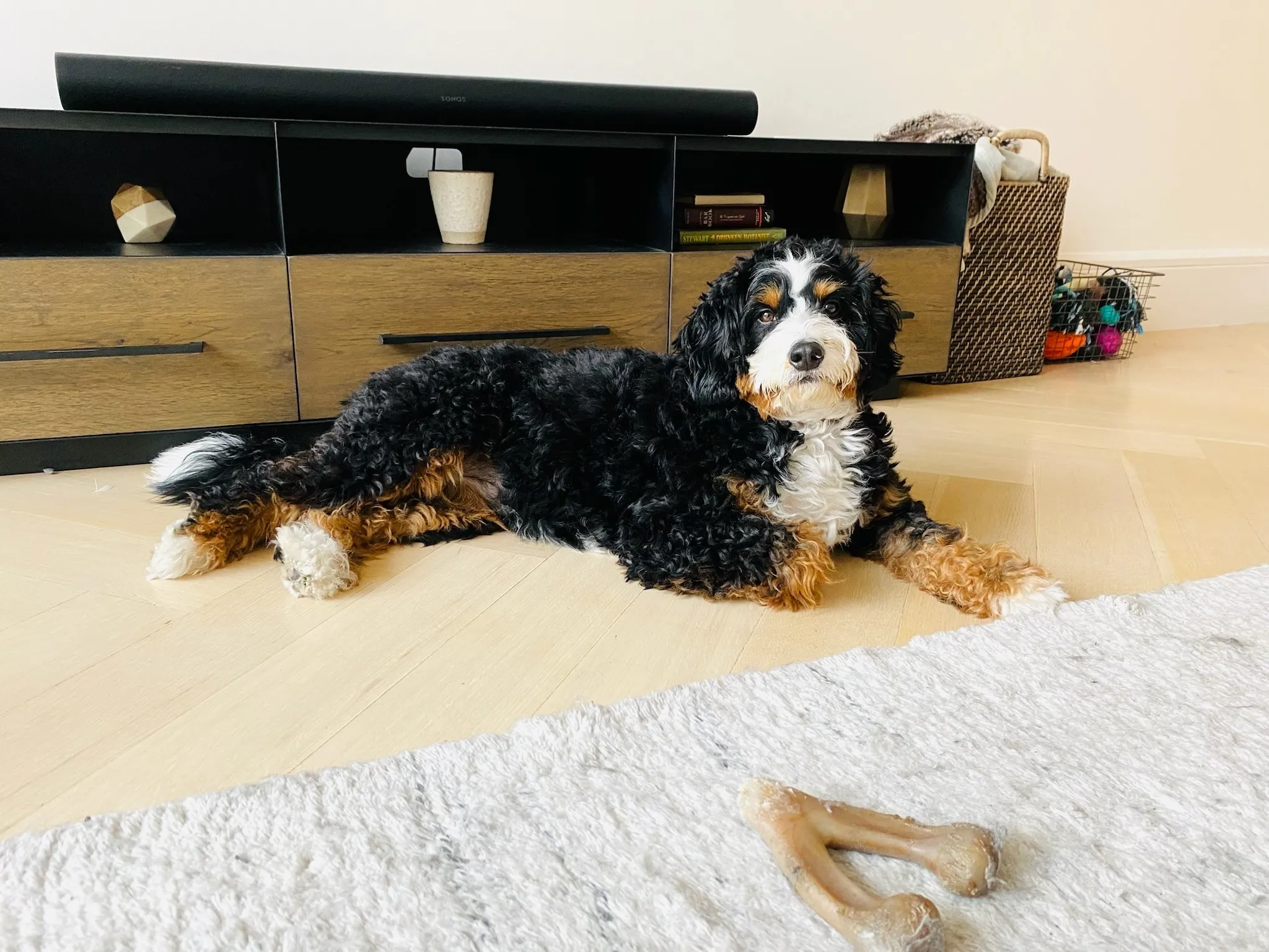 A beautiful tri-colored F1 Mini Bernedoodle puppy sitting on the floor of an apartment.