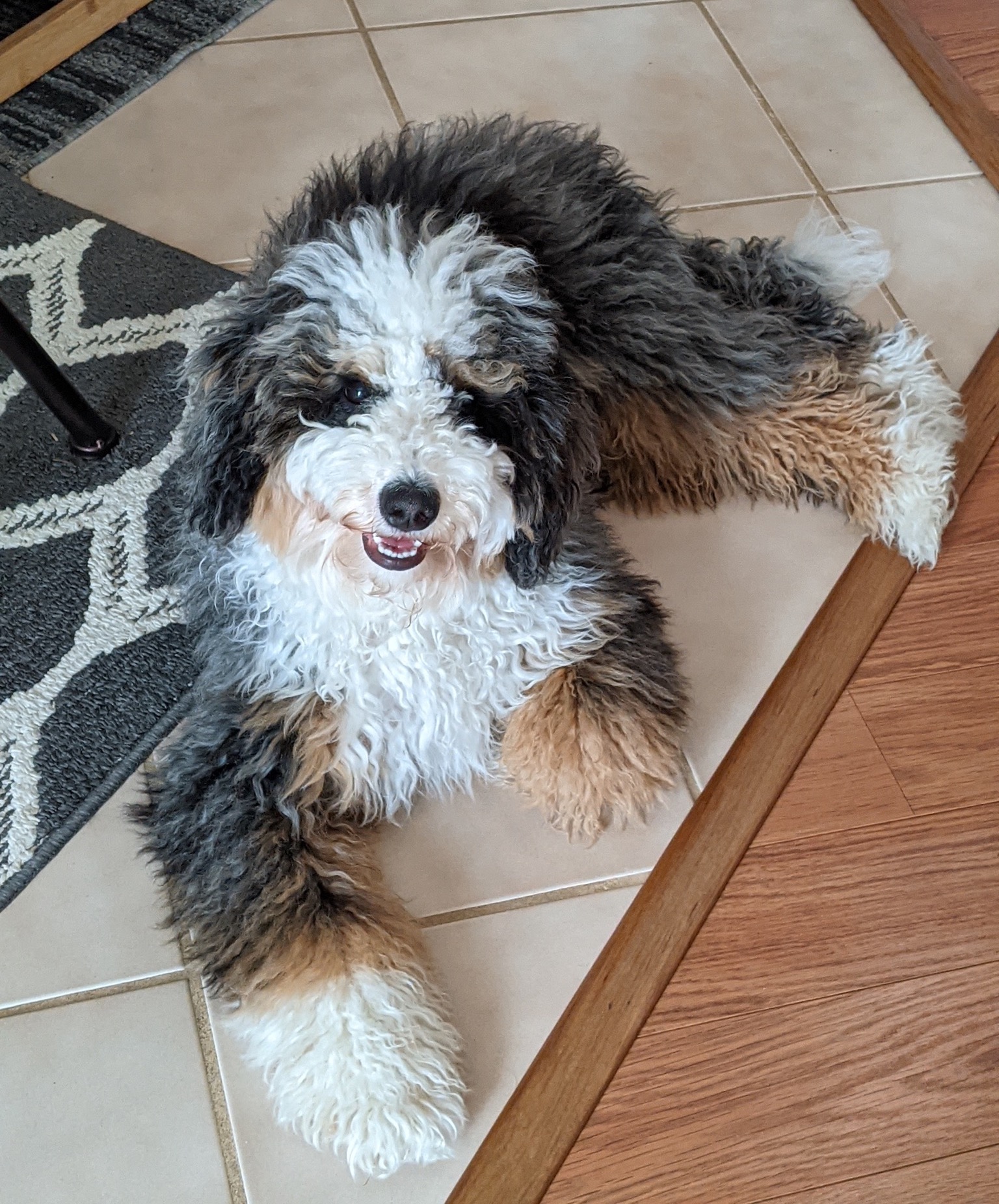 Happy smiling Bernedoodle