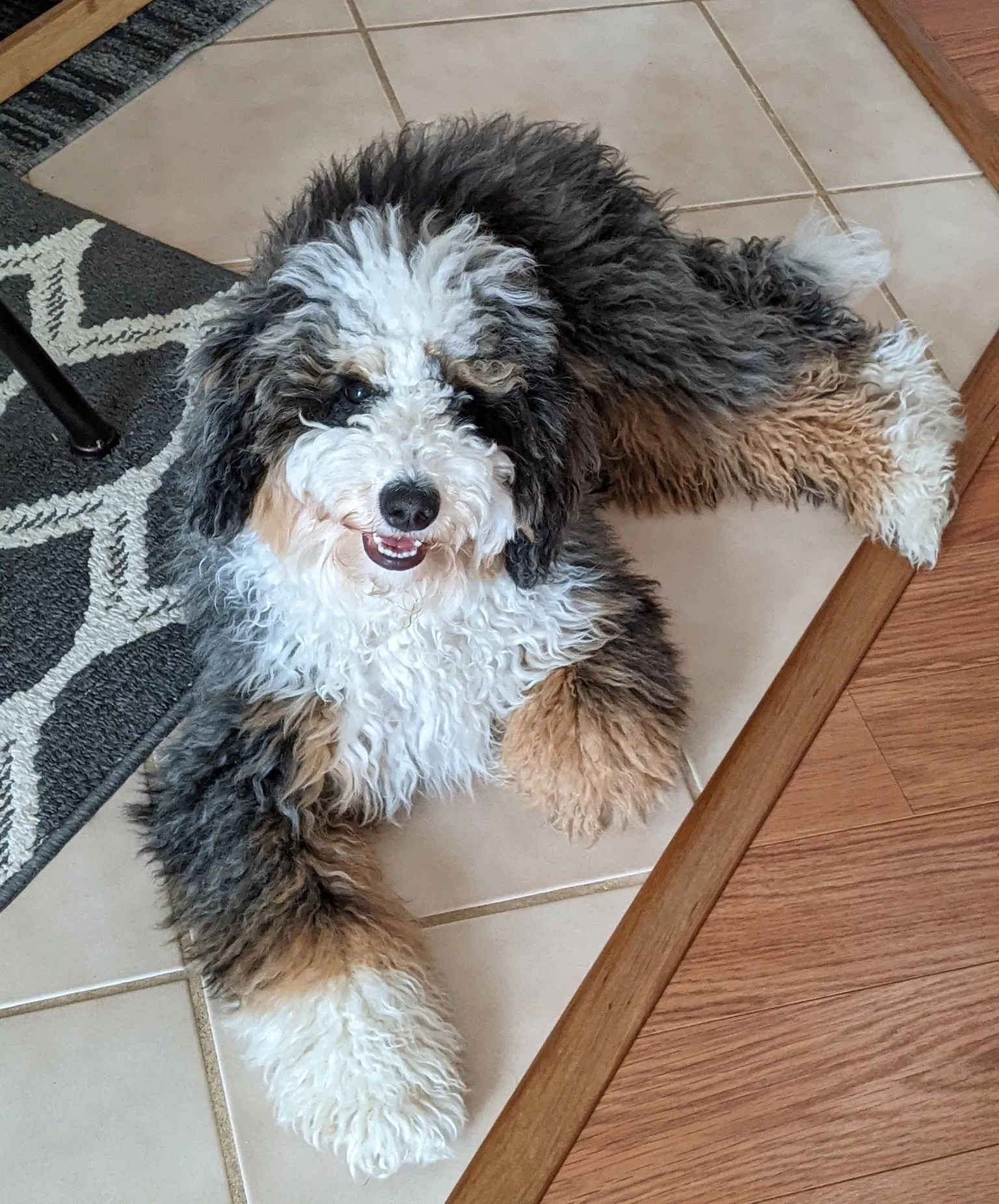 Happy smiling Bernedoodle