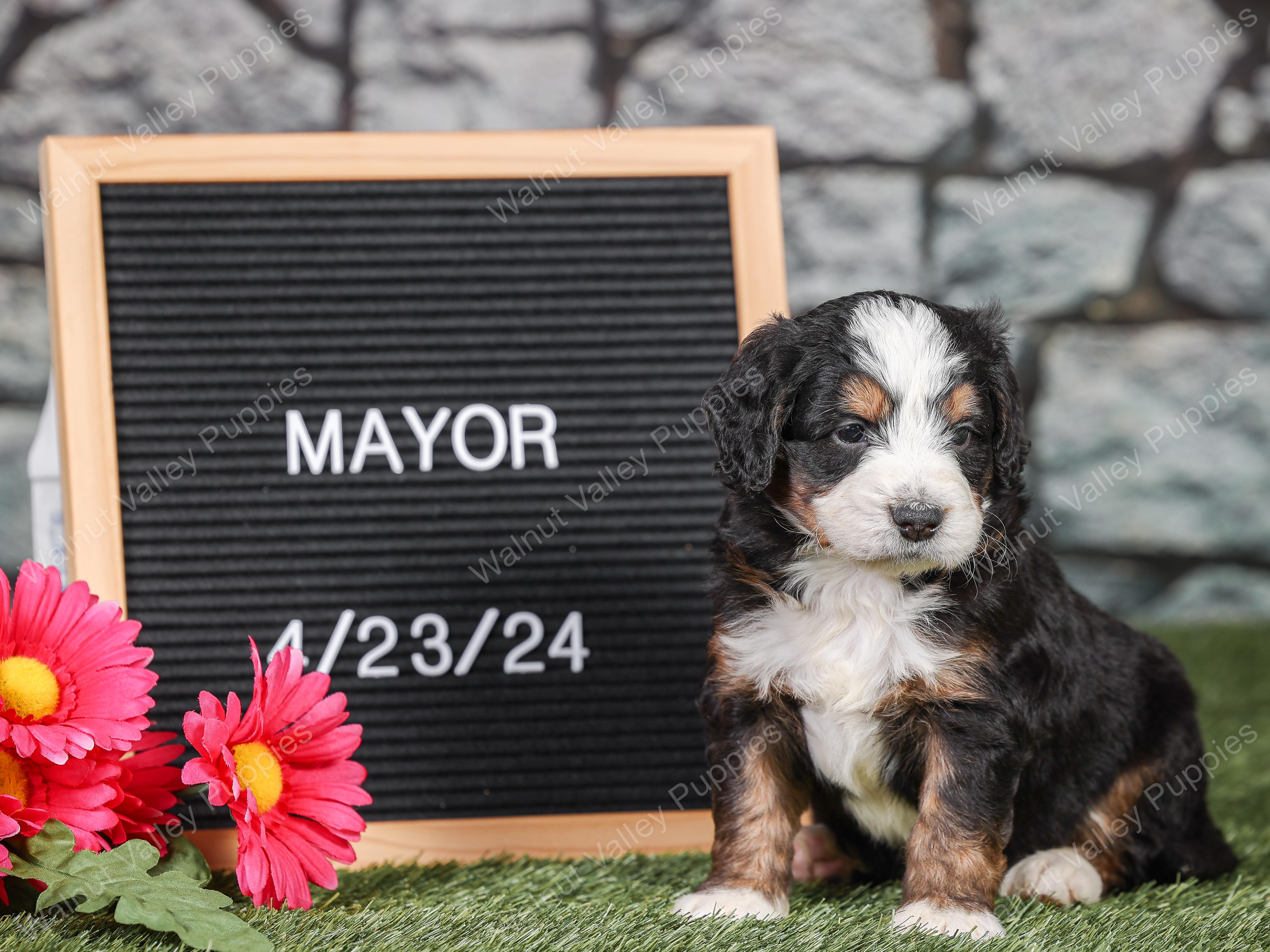 Mayor