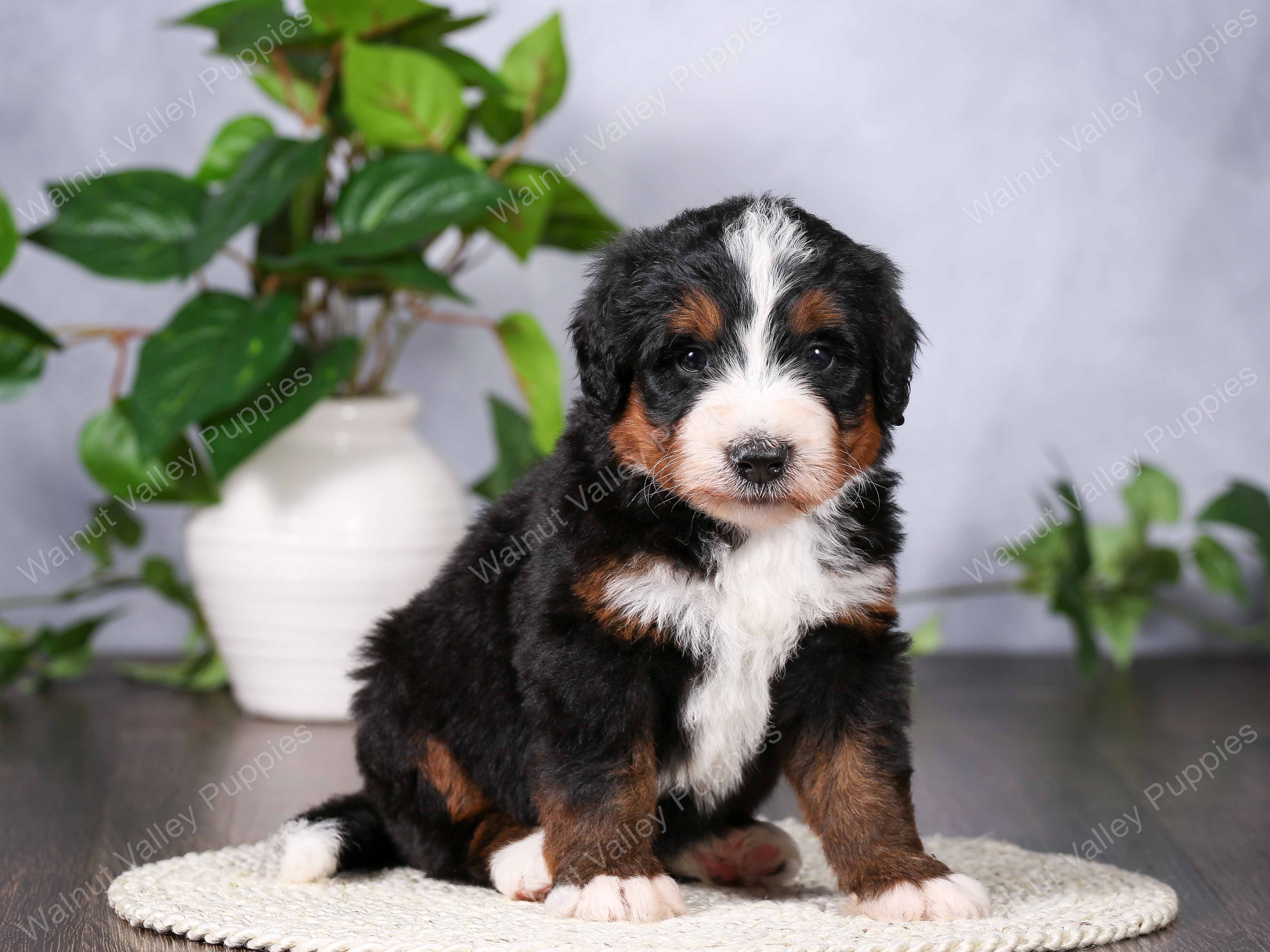 Luca