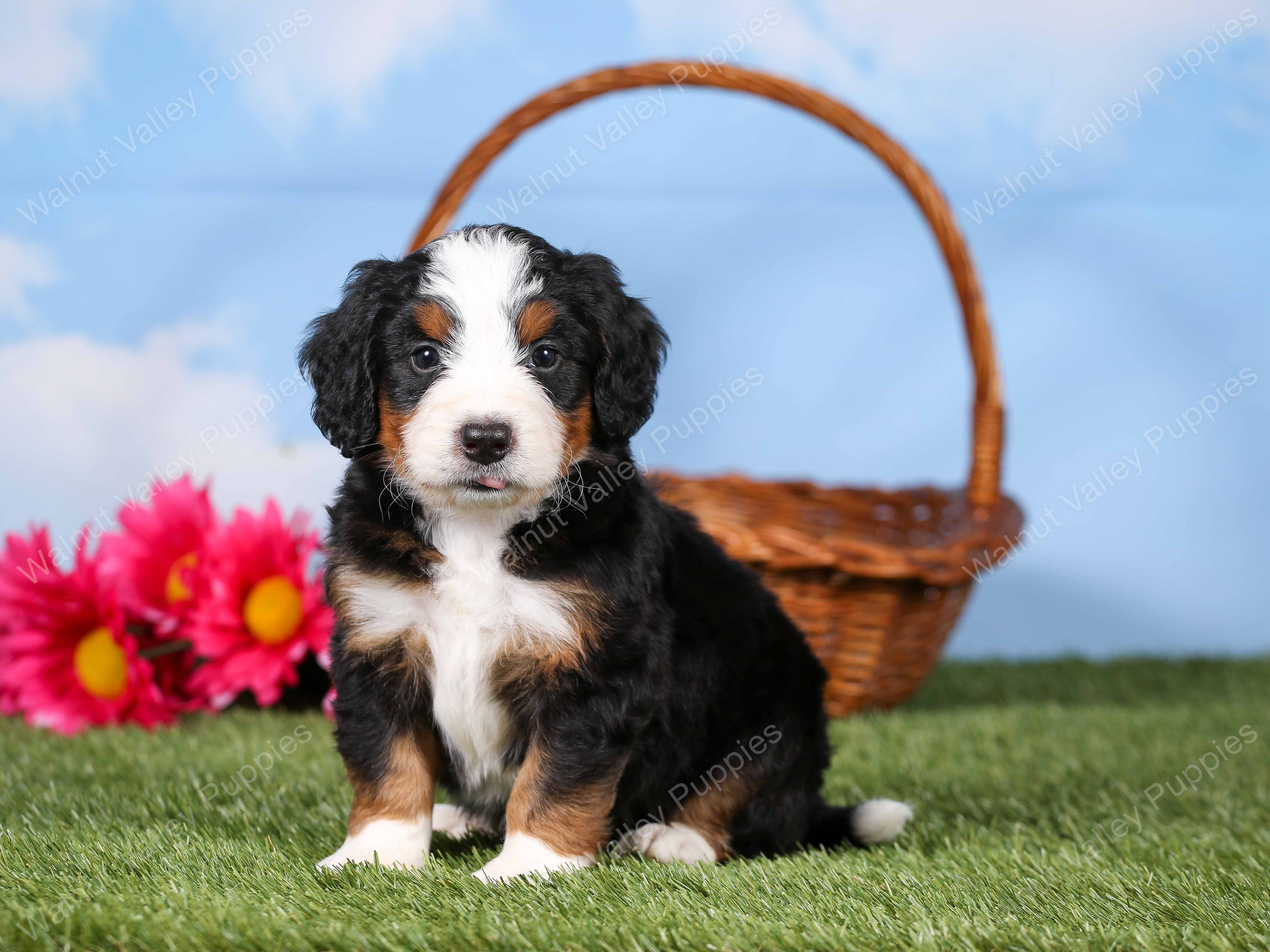 Shane