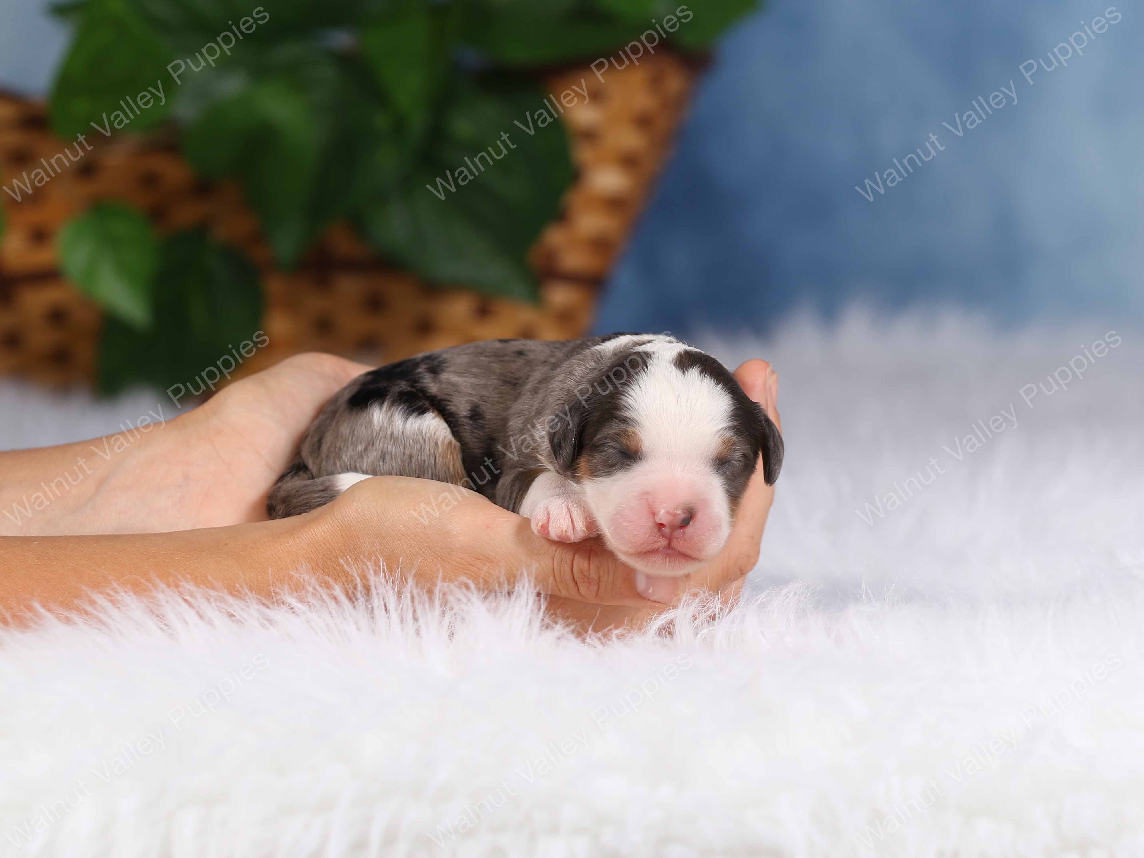 Jaxson