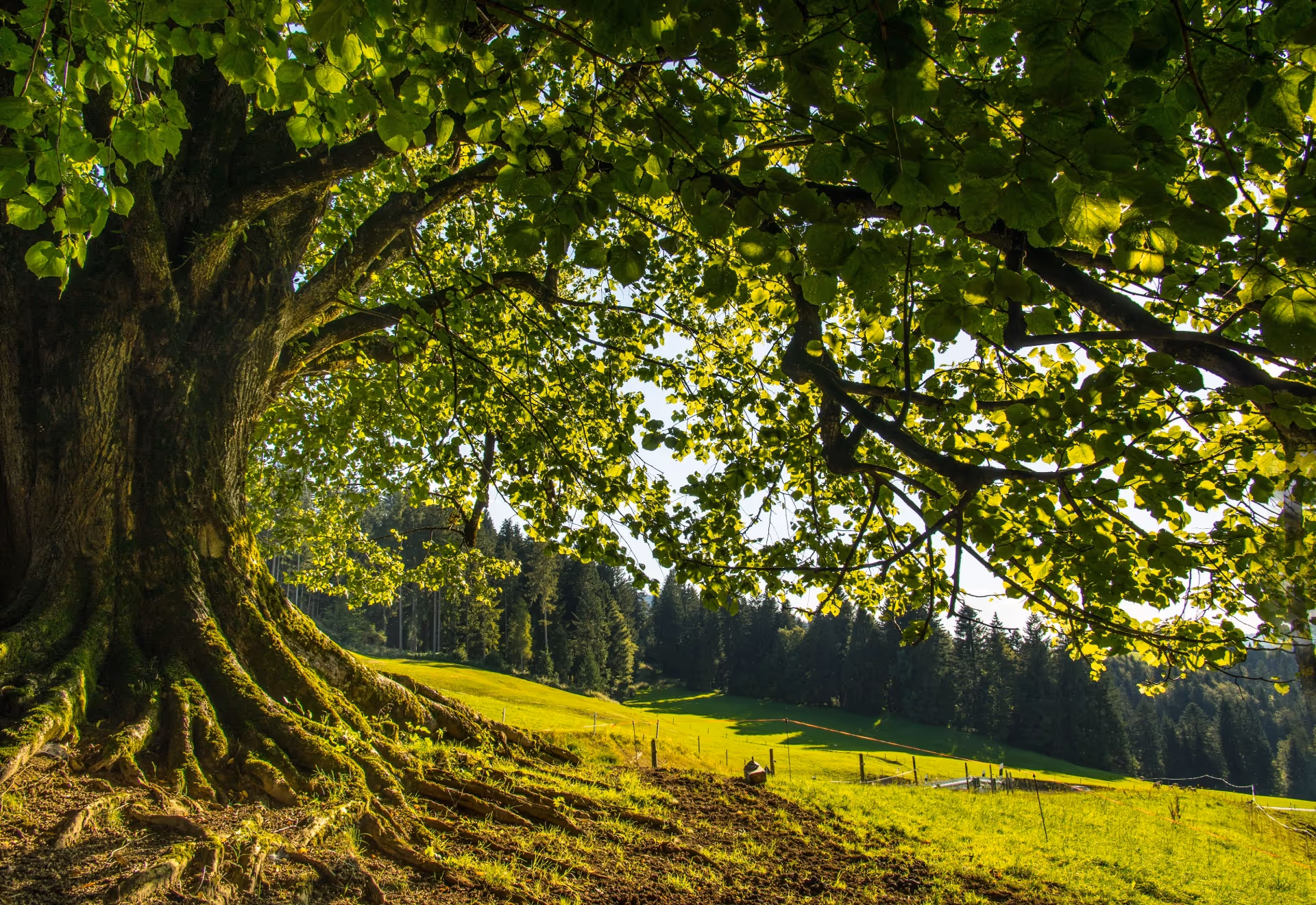 Großer Baumstamm mit ausladenden Wurzeln und grünen Blättern vor einer sonnigen, grünen Wiese und Wald im Hintergrund.