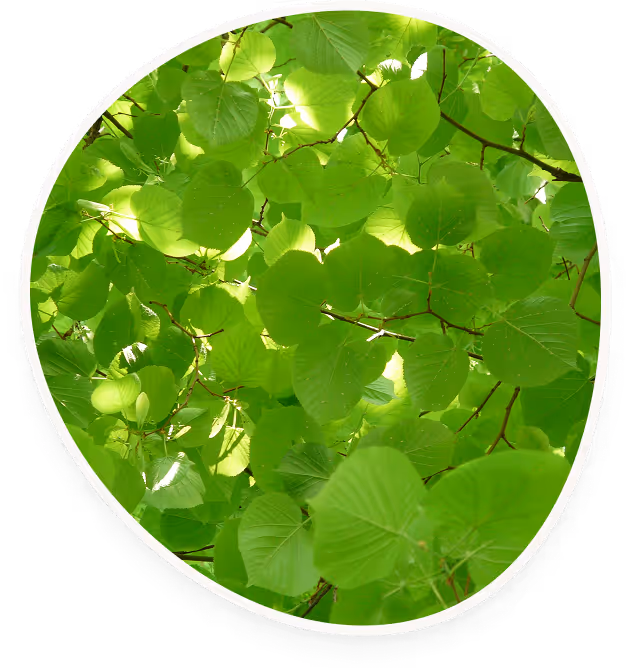 Grüne Blätter an Ästen mit Licht, das durch die Baumkrone scheint.