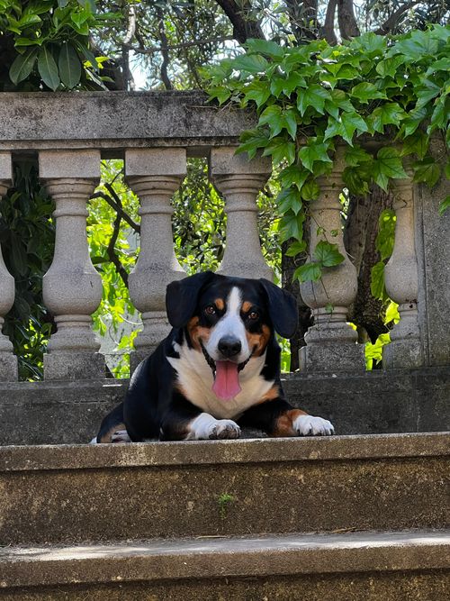 Chien calme après séance d'éducation individuelle avec éducatrice canine