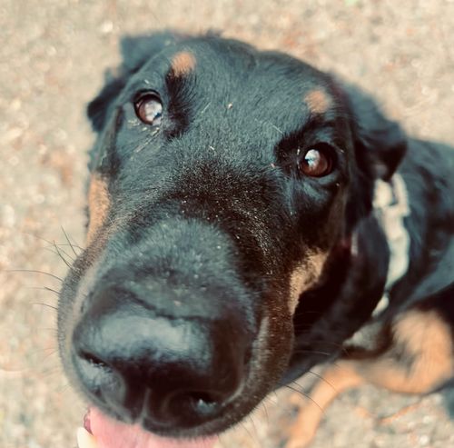 Un chien sage et Content pendant une séance à domicile Canibehappy à Avignon.