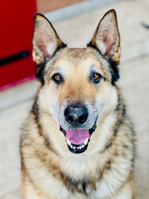 Un chien heureux et comblé pendant un pet-sitting Cani Be Happy à Cavaillon