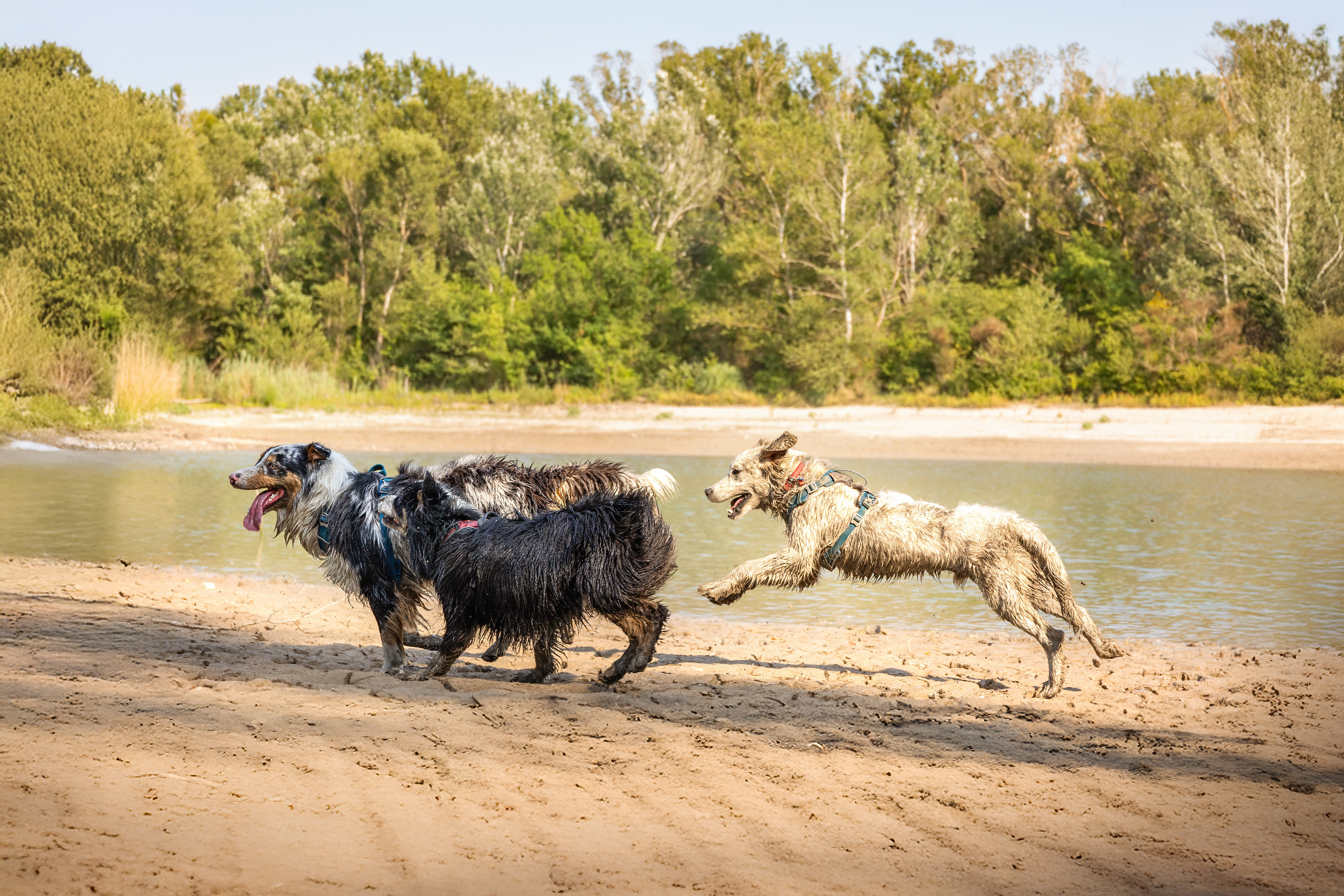 chiens session educatives Cavaillon