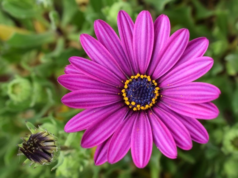 In life's garden