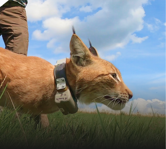 Luchs in einem Rewilding-Projekt von Planet Wild