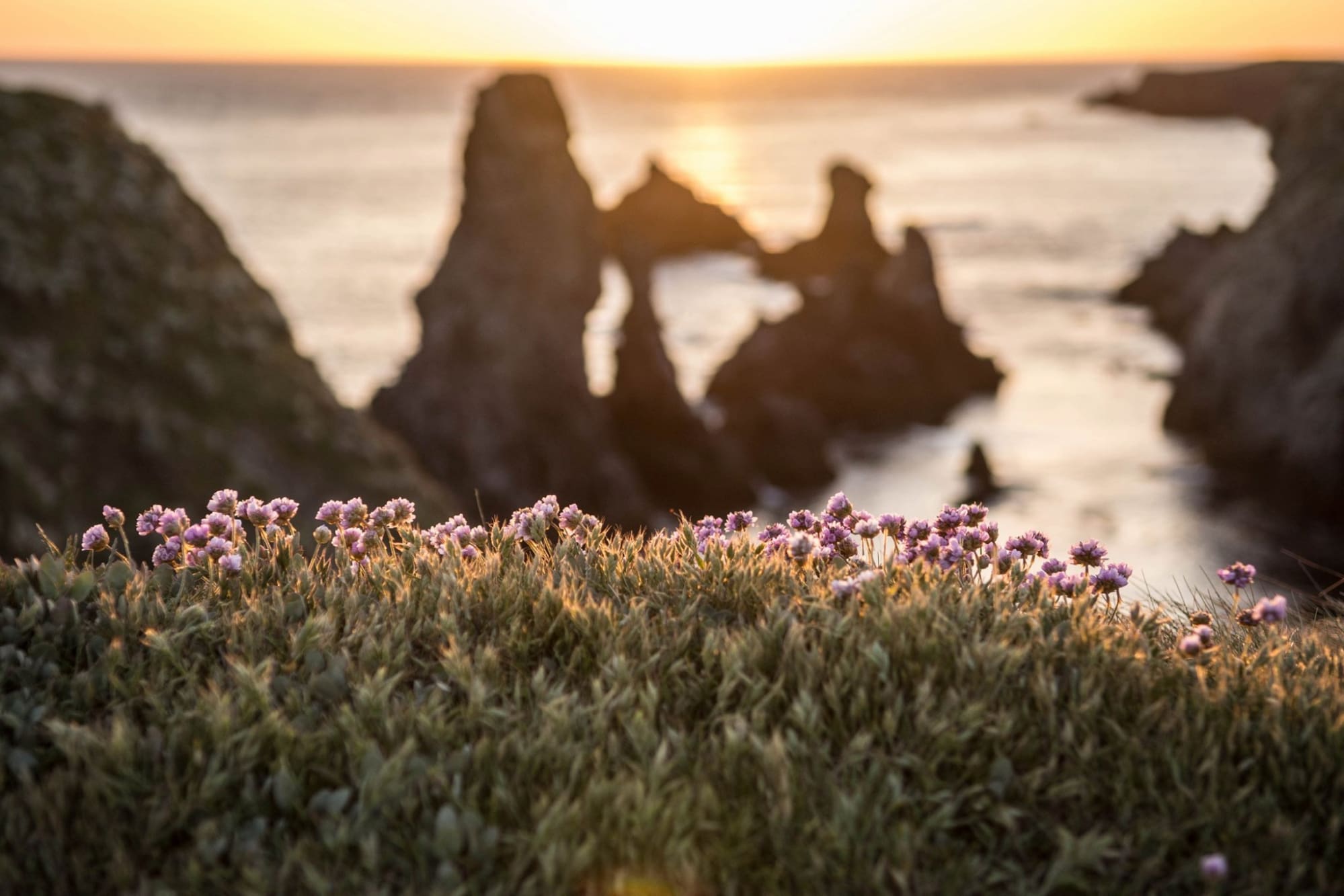 Fleurs sauvages en premier plan avec vue sur les Aiguilles de Port-Coton au coucher de soleil, un paysage emblématique de Belle-Île-en-Mer à l'automne
