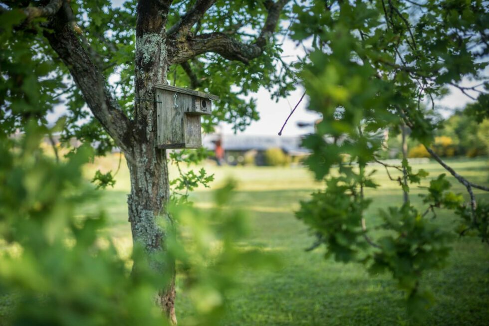Nichoir en bois accroché à un arbre dans le parc verdoyant de l’hôtel La Grée des Landes à La Gacilly, en Bretagne