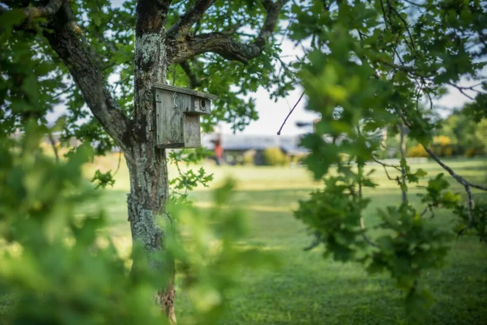 Nichoir en bois accroché à un arbre dans le parc verdoyant de l’hôtel La Grée des Landes à La Gacilly, en Bretagne