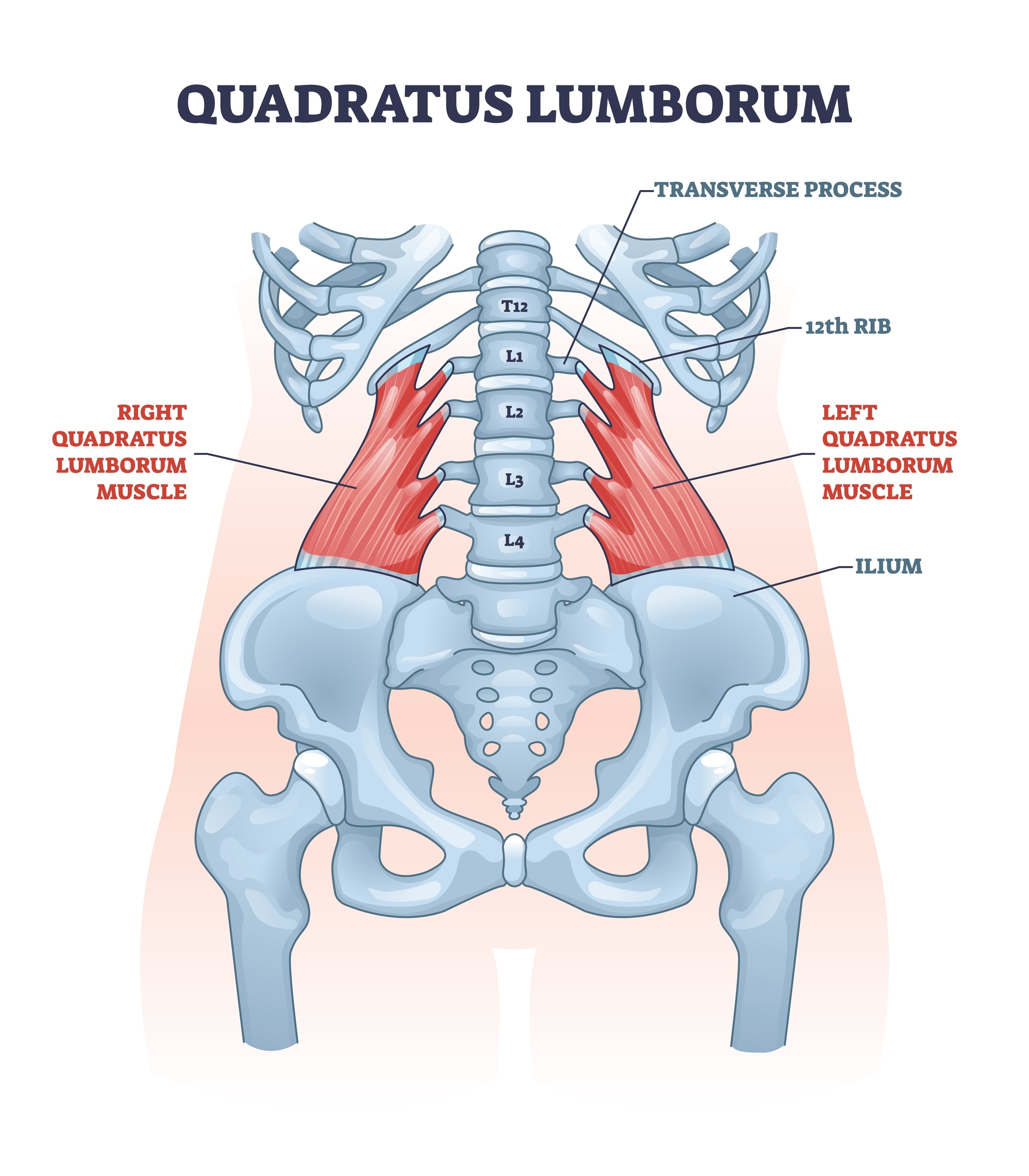 Image of lumbar spine muscle anatomy