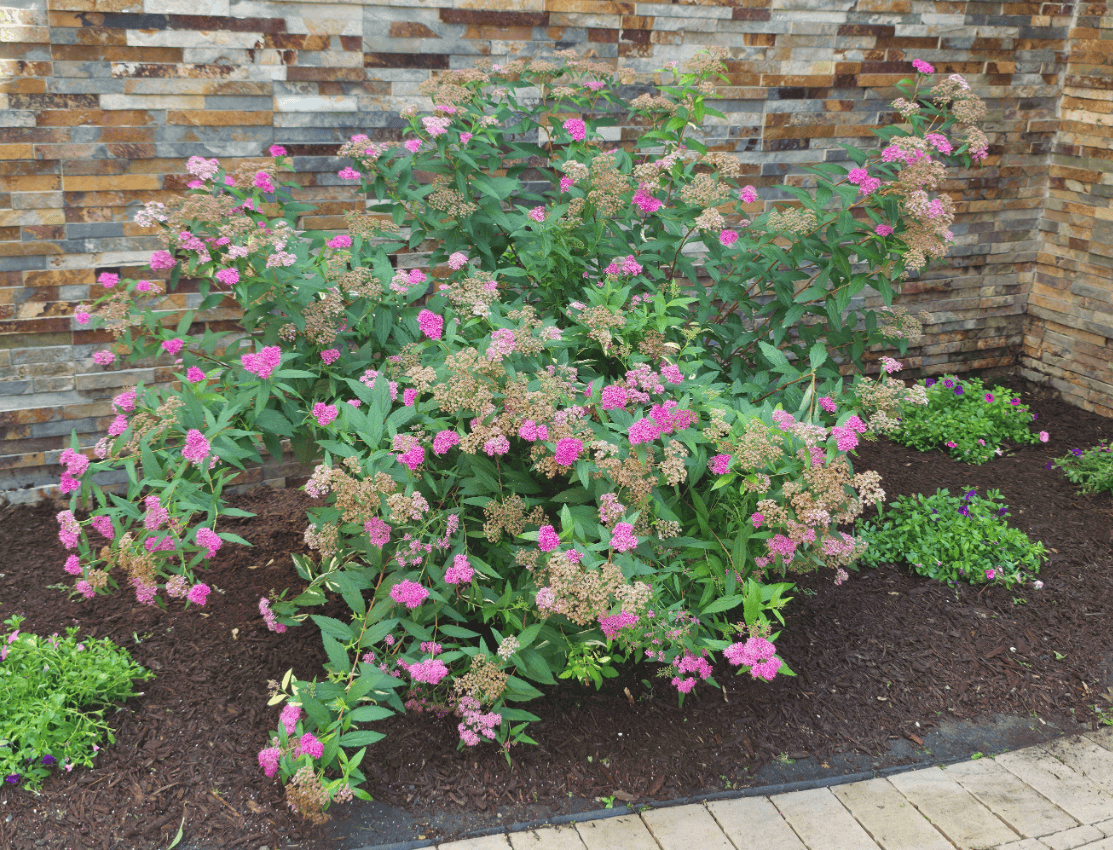 Flowering shrub with pink blooms planted in a mulched garden bed along a stone wall.