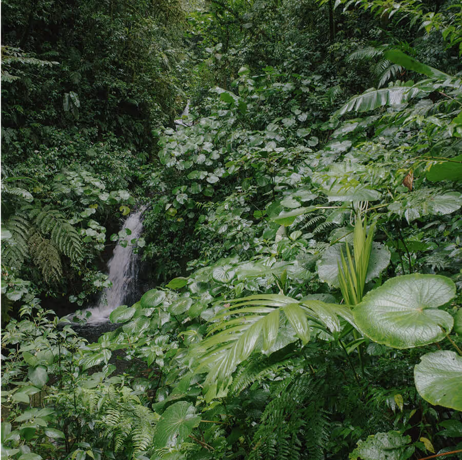 A beautiful scene with of lush greenery with a waterfall in the middle