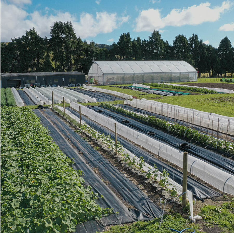 A shot of a field growing crops with a large greenhouse in the background