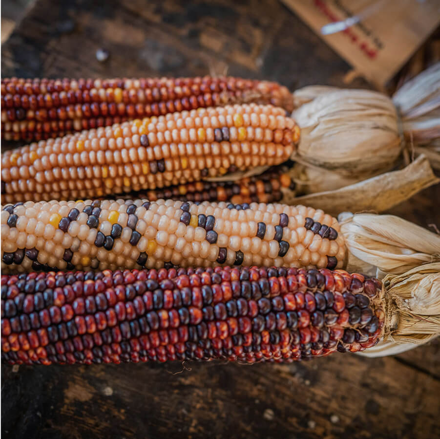 A close up shot of four ears of corn