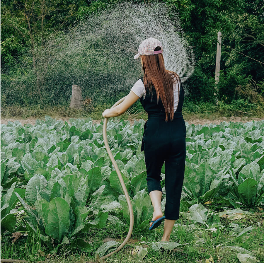 A woman in a field with a hose watering the crops