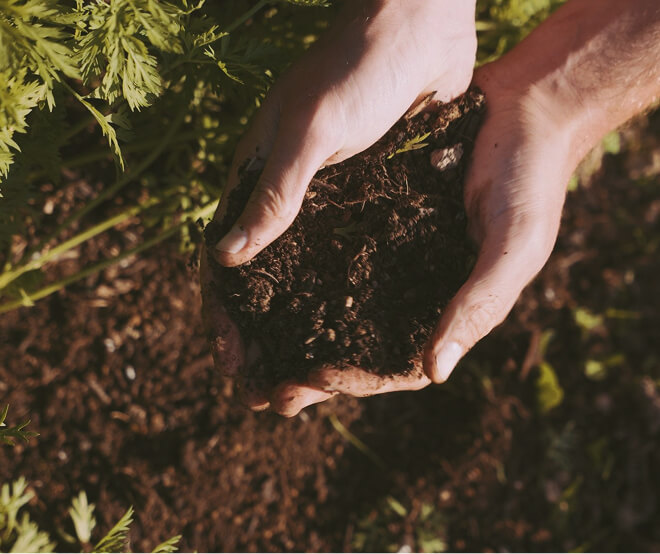 Two hands in the soil