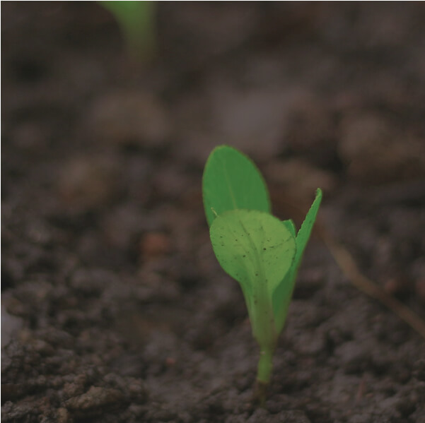 A single seedling growing in the soil