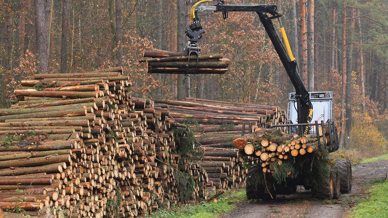 A machine collecting up felled tree logs