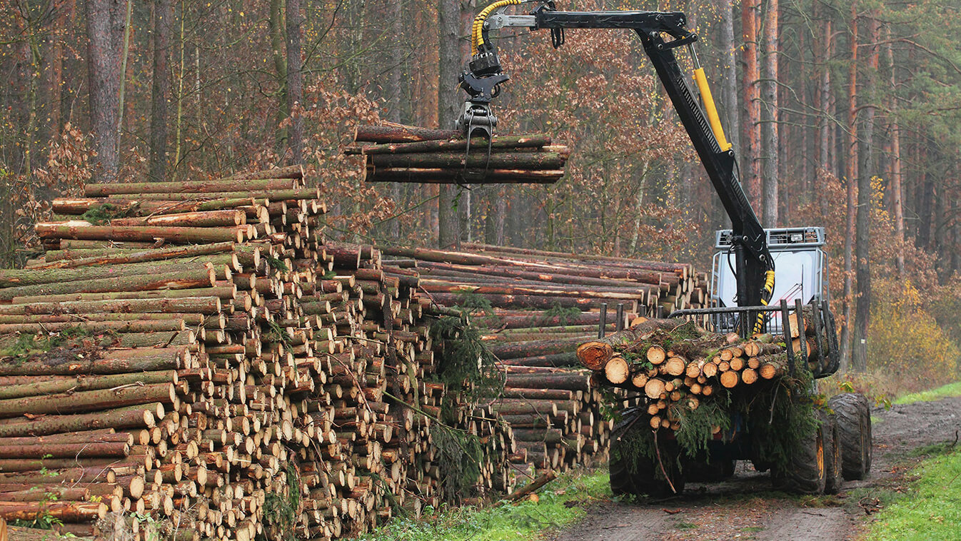A machine collecting up felled tree logs