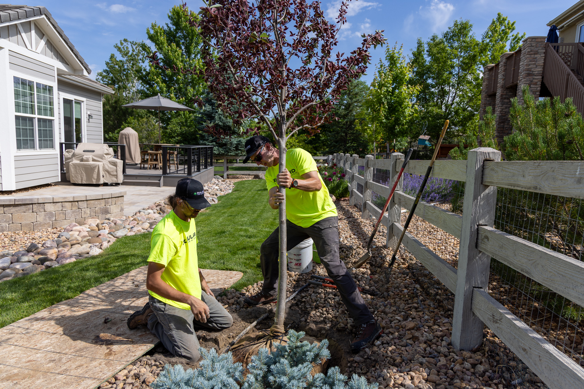 Two tree service experts from Bullard Tree & Garden planting a tree in a landscaped backyard in Boulder. They are wearing bright yellow shirts and protective gear. The lush garden features a wooden fence, patio, and various plants, showcasing professional tree planting services in a residential area.