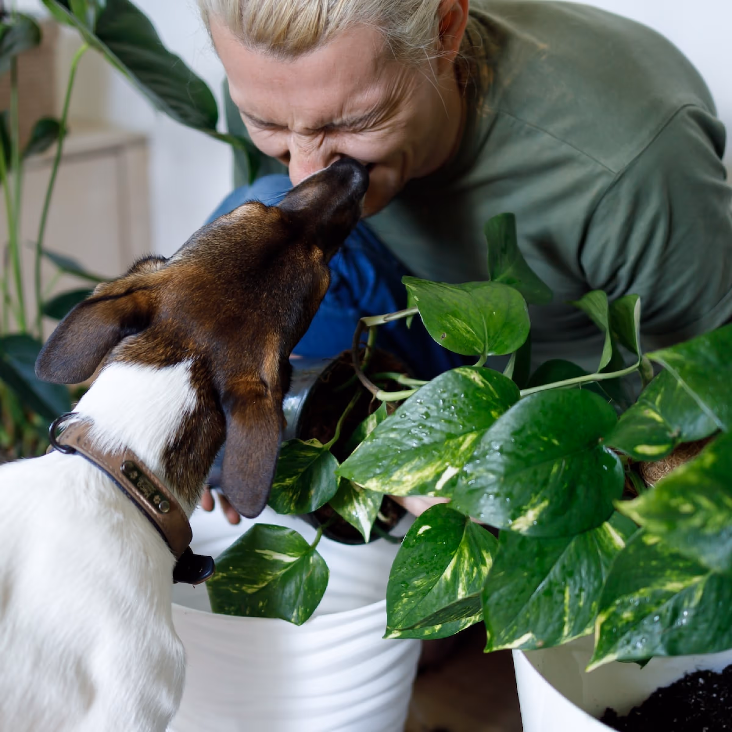 Trust grows in the little moments at home. Person smiling as their dog playfully nudges their face while tending to houseplants.