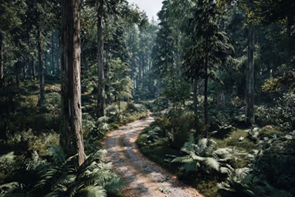 Hiking trail in a forest