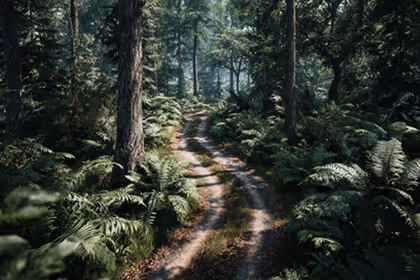 Trail in a bushy forest
