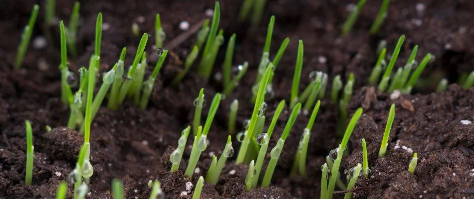 New grass shoots growing on lawn in Greensboro, NC.