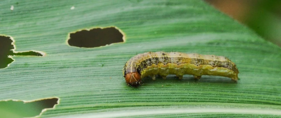 Blog Armyworm Feeding On Grass Blade
