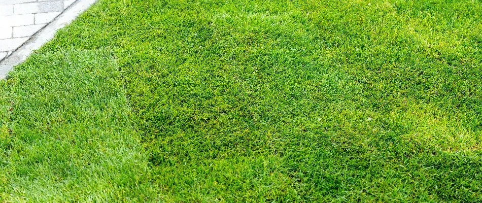Blog Sod Lawn