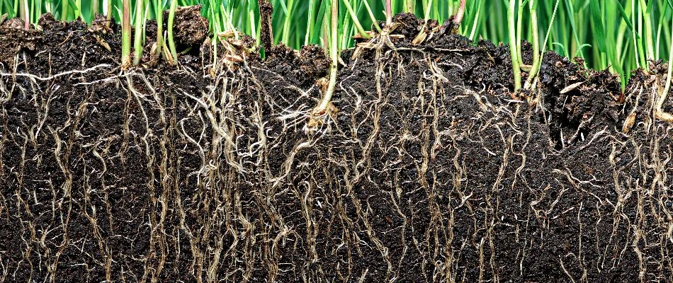 Blog Deep Grass Roots In Soil