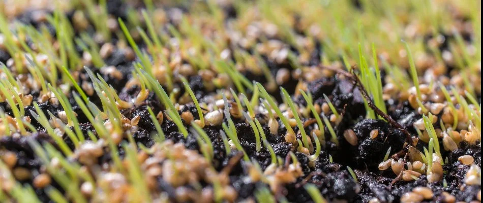 A recently seeded, young lawn in Jamestown, NC.