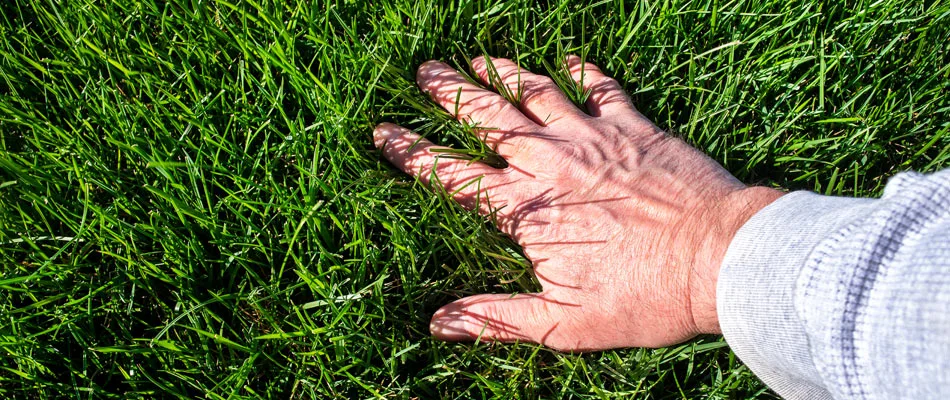 Homeowner feeling their strong grass blades in lawn in Jamestown, NC.