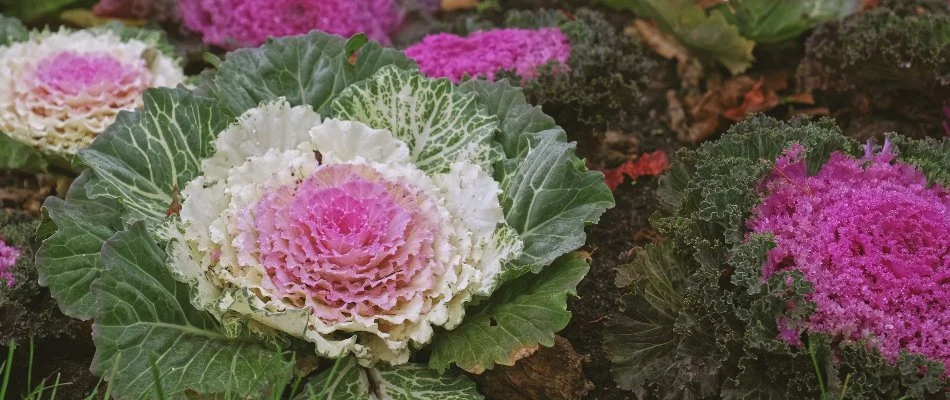 Blog Ornamental Cabbage